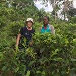 Ceylon Tea Experience Start from Colombo Port Passenger Terminal - Who Would Love This Tour?