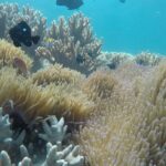 Cham Islands Snorkeling Tour by SpeedBoat from Da Nang - Bai Chong Beach: Relaxation and Lunch