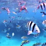 Charter Snorkeling (near Churaumi Aquarium) Free photo gift - Deep Dive into the Experience