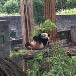 Chengdu: 3-Day Panda Base, Giant Buddha, and Ancient Town - What Makes This Tour Stand Out?