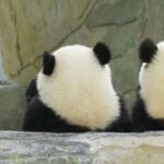 Chengdu: Chengdu Day Trip with Giant Panda and Leshan Buddha - Detailed Breakdown of the Itinerary