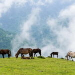 Chengdu: Ganhaizi Hidden Paradise Day Trip with Hike - The Sum Up