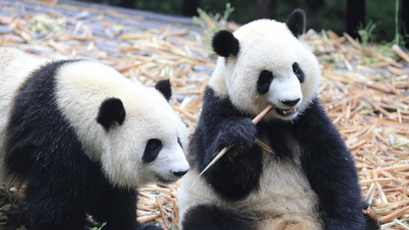 Chengdu: Giant Panda Base Reservation and Entry - The Itinerary: What You Can Expect