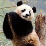 Chengdu Giant Panda Breeding Research Base Ticket - Why This Tour is Worth It