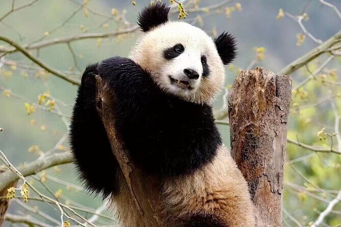 Chengdu Giant Panda Breeding Research Base Ticket - Why This Tour is Worth It