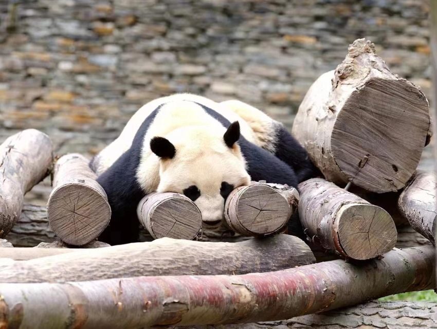 Chengdu: Giant Panda Breeding Research Base Ticket - The Experience Beyond Pandas