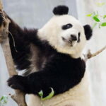 Chengdu Giant Panda: Panda Base or Shenshuping (optional) - Visiting Chengdu’s Panda Experiences: A Detailed Look