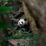 Chengdu: Half-Day Panda Base Tour with Guide Option - Detailed Review of the Chengdu Panda Base Tour