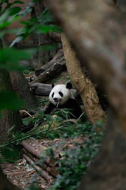Chengdu: Half-Day Panda Base Tour with Guide Option - Detailed Review of the Chengdu Panda Base Tour