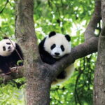 Chengdu Panda Base and Luodai Ancient Town One-Day Tour - Who Should Consider This Tour?