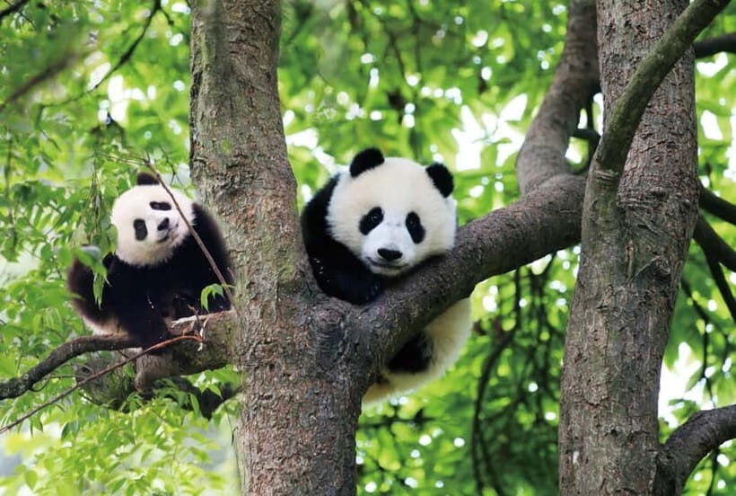 Chengdu Panda Base and Luodai Ancient Town One-Day Tour - Who Should Consider This Tour?