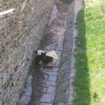 Chengdu: Panda Base, Farmer's Market, and Cooking Class - FAQs