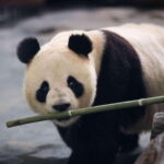Chengdu: Panda Base Half Day Group Tour - An In-Depth Look at the Chengdu Panda Base Half Day Tour