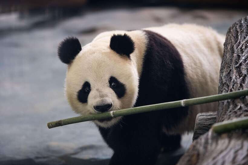 Chengdu: Panda Base Half Day Group Tour - An In-Depth Look at the Chengdu Panda Base Half Day Tour