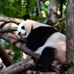 Chengdu Panda Base & Sanxingdui Museum One Day Private Tour - The Sum Up: Who Should Consider This Tour?