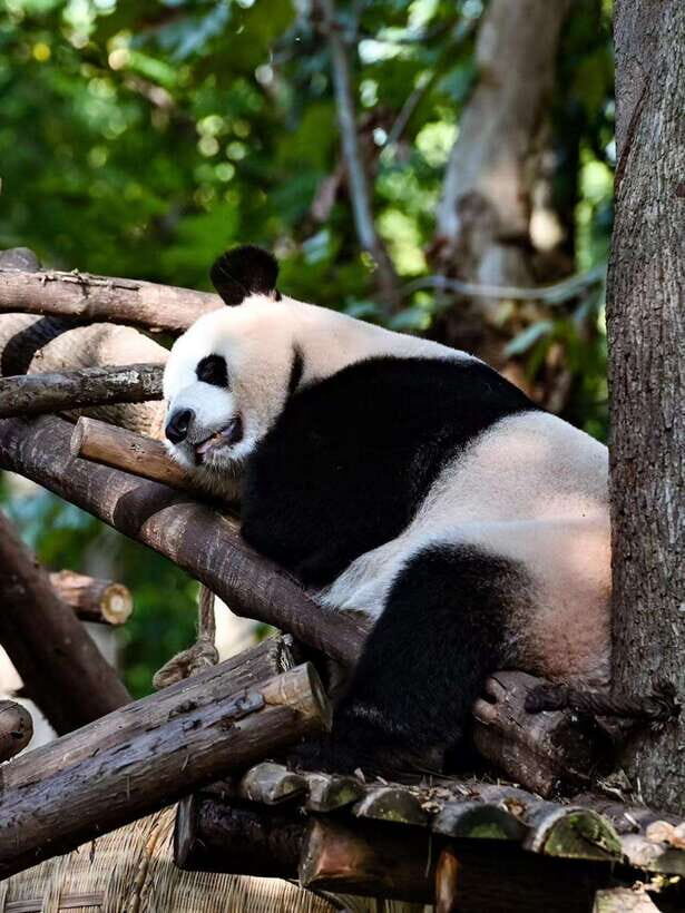 Chengdu Panda Base & Sanxingdui Museum One Day Private Tour - The Sum Up: Who Should Consider This Tour?