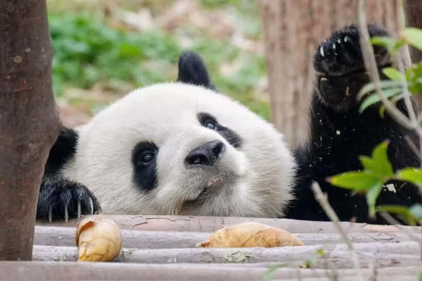 Chengdu: Panda Base, Sichuan Cuisine Museum, & Cooking Class - Value and Practical Notes