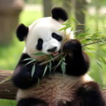 Chengdu: Panda Base Tour/Ticket Only Option - Who Should Consider This Experience?
