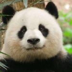 Chengdu: Panda Breeding Base Tickets Booking - Who Will Love This Experience?