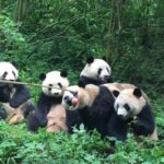 Chengdu panda & Leshan Buddha One Day Private Tour - Analyzing the Experience: What You Can Expect