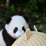 Chengdu: Panda Research Base Ticket or Private Transfer Tour - The Sum Up