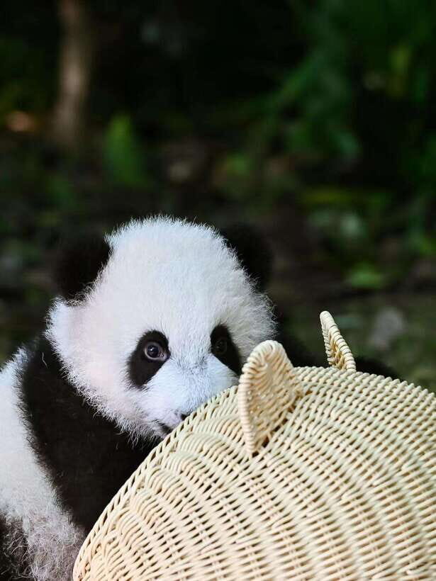 Chengdu: Panda Research Base Ticket or Private Transfer Tour - The Sum Up