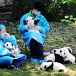 Chengdu: Panda Research Base Ticket or Volunteer Day Trip - Cultural Highlights: Panda Musical and Light Exhibition