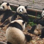 Chengdu Panda Research Base Tickets And Optional Private Tour - Considerations and Tips