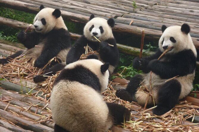 Chengdu Panda Research Base Tickets And Optional Private Tour - Considerations and Tips