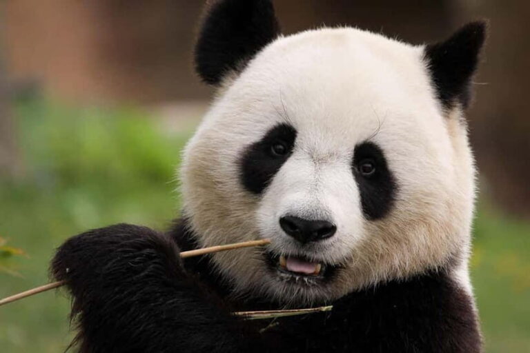 Chengdu Pandas&Dujiangyan Private Tour with Blue Tears - The Magic of Zhongshuge Bookstore