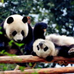 Chengdu: Private Kung Fu Panda Movie Tour with Guide - Discovering Chengdu’s Panda Heritage and Mountain Majesty