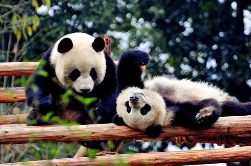 Chengdu: Private Kung Fu Panda Movie Tour with Guide - Discovering Chengdu’s Panda Heritage and Mountain Majesty