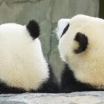 Chengdu: Private Panda Base Tour with 80 Pandas - FAQs