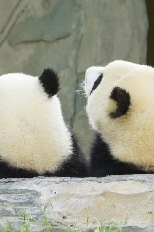 Chengdu: Private Panda Base Tour with 80 Pandas - FAQs