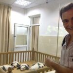 Chengdu Private Sightseeing Tour with Panda Breeding Center Visit - Who Should Book This Tour?