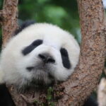 Chengdu Private Tour: Meet Pandas+Hike Qingcheng Front/Back - Discovering Chengdu’s Pandas and Mountains: A Deep Dive