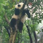 Chengdu Private Tour of Leshan Buddha and Panda Base - A Close-Up Look at the Itinerary and What You Can Expect