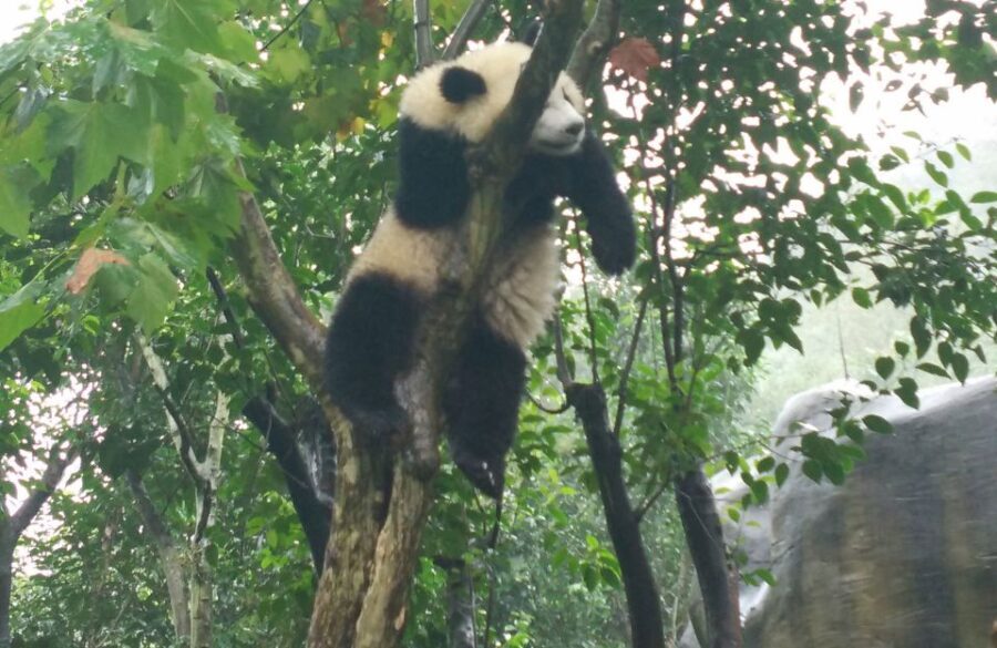 Chengdu Private Tour of Leshan Buddha and Panda Base - A Close-Up Look at the Itinerary and What You Can Expect