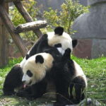 Chengdu: Research Base of Giant Panda Breeding e-Ticket - Authentic Experiences as Reported by Visitors