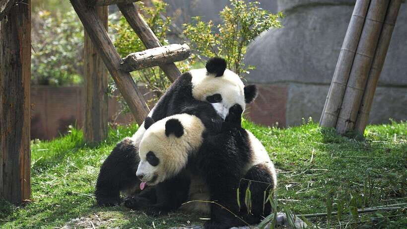 Chengdu: Research Base of Giant Panda Breeding e-Ticket - Authentic Experiences as Reported by Visitors