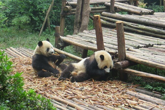 Chengdu Research Base of Giant Panda Breeding Ticket pre-booking - Why the Price is Just Right