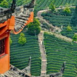 Chengdu: Tea-Picking in the Birthplace of Tea Culture - What To Expect