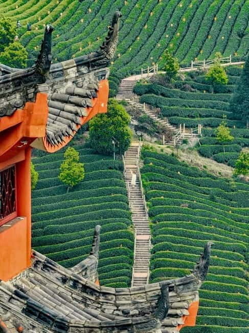Chengdu: Tea-Picking in the Birthplace of Tea Culture - What To Expect