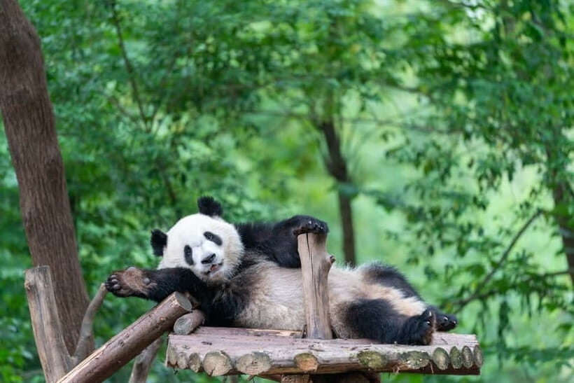 Chengdu: Visa-Free Panda & Cultural Tour in 12 Hours - FAQs