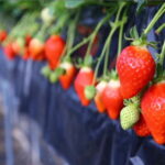 Cherry Blossom Buddha and Mt.Yoshino Tour From Osaka - Cherry Blossom Buddha and Mt. Yoshino Tour From Osaka