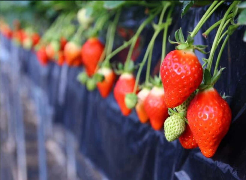 Cherry Blossom Buddha and Mt.Yoshino Tour From Osaka - Cherry Blossom Buddha and Mt. Yoshino Tour From Osaka