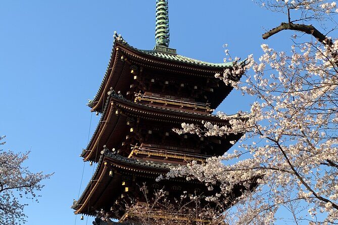 Cherry blossom tour in Tokyo - Who Will Love This Tour?