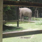 Chi so mountain _ Ta moa zoo_ Bati temple Tour - Exploring the Experience in Detail