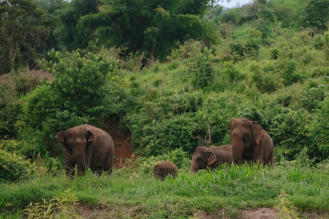 Chiang Mai 4 in 1 : 2 days - 1 Nights. Elephants Camp + Adventure - A Closer Look at the Itinerary and Experience