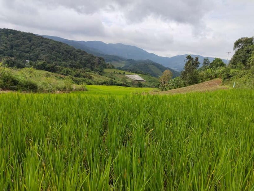 Chiang Mai Authentic Trekking - A Deep Dive into Chiang Mai Authentic Trekking